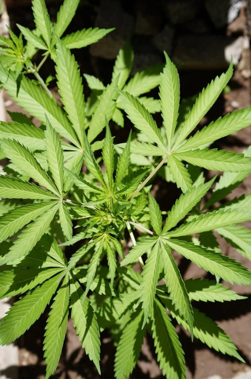 cannabis.jpg