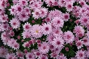 chrysanthemum.jpg