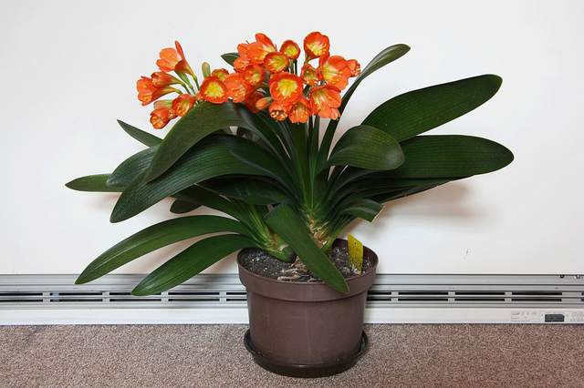 clivia.jpg