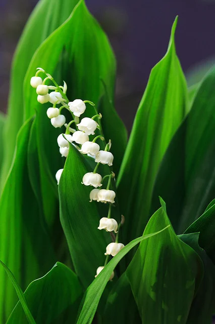 convallaria.jpg