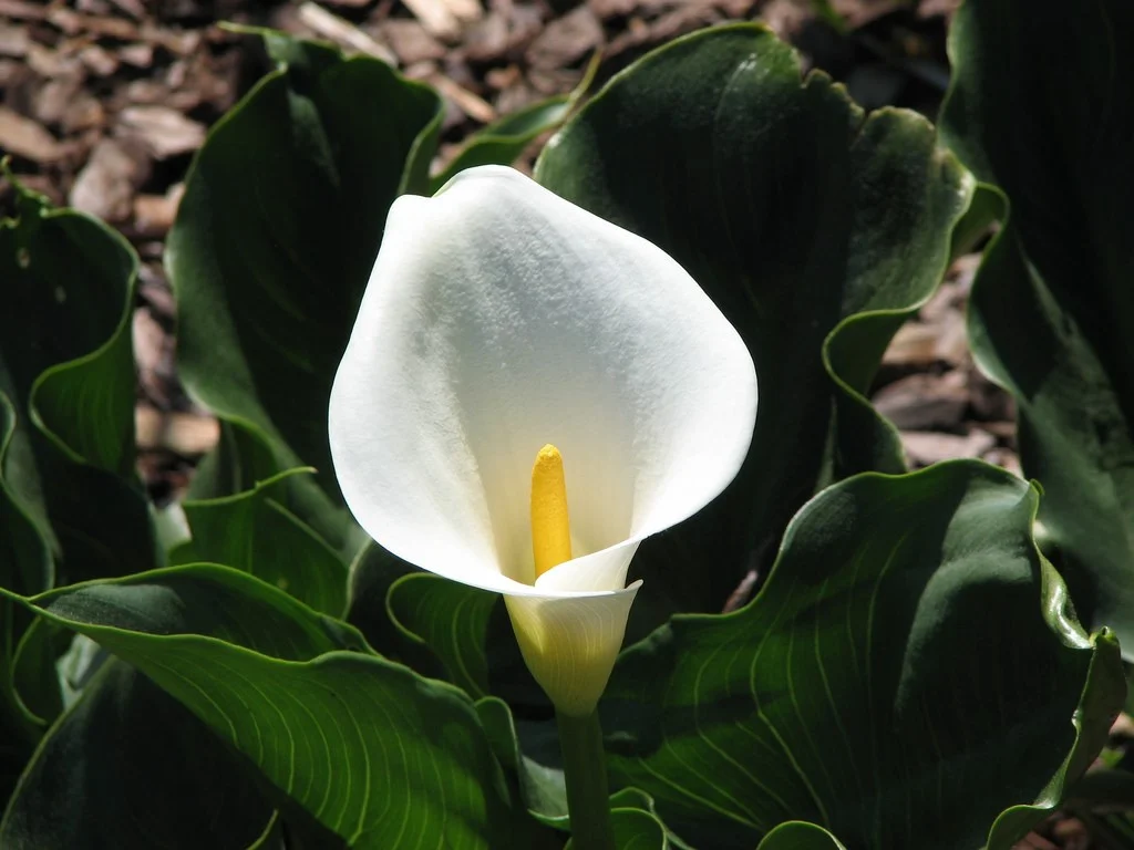 zantadeschia.jpg