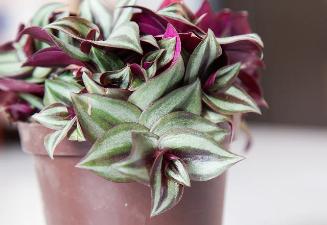 tradescantia.jpg
