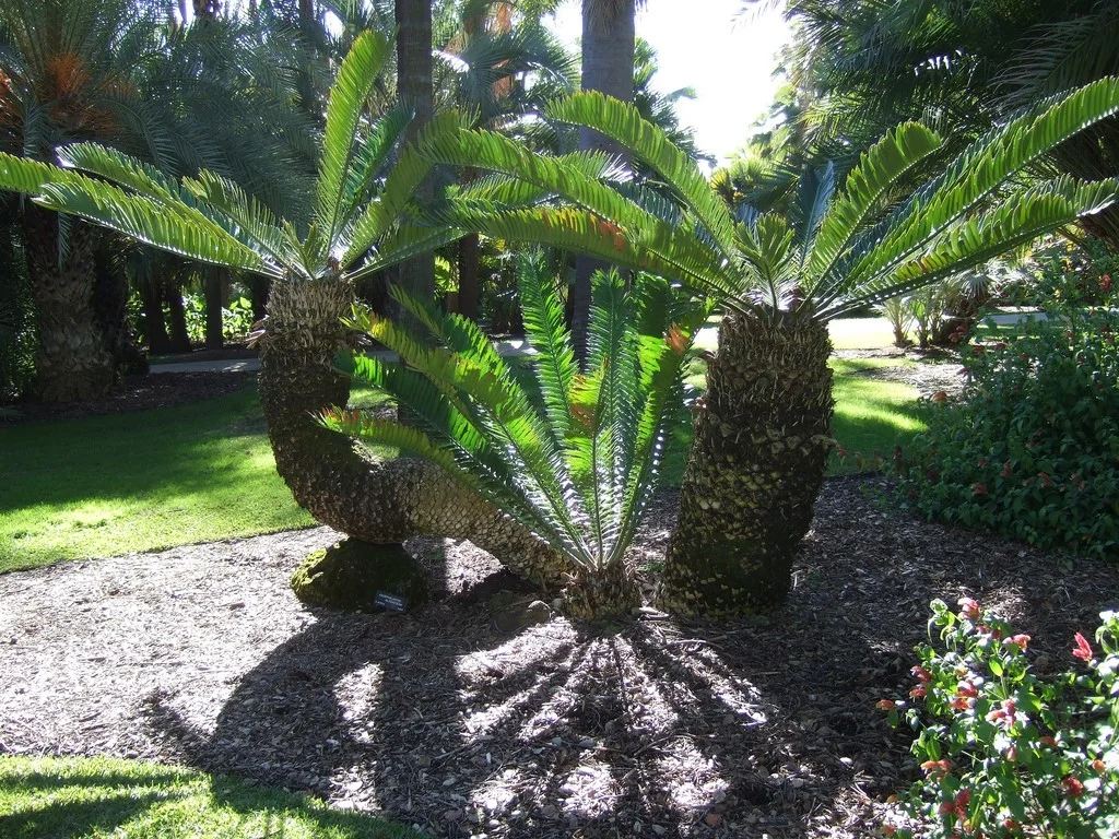 Are Willow Trees Toxic To Cats Amp Dogs