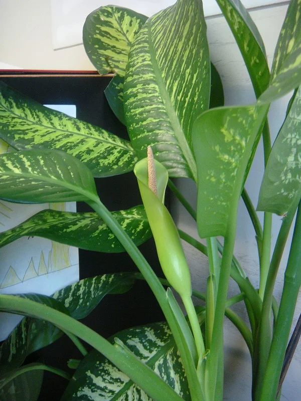 dieffenbachia.jpg