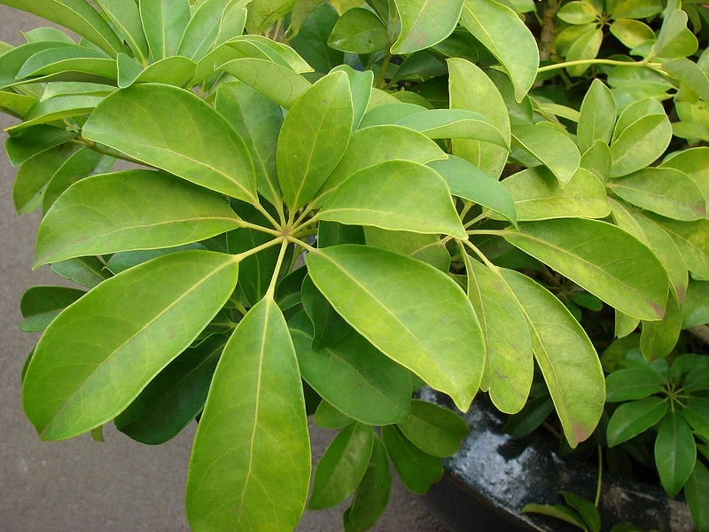 schefflera.jpg
