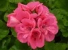 nature-flower-geranium-pink.jpg