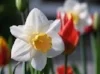 flower-narcissus-spring-white-osterglocken-tulip.jpg