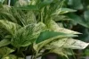 pothos.jpg