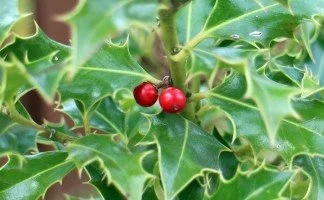 holly.jpg