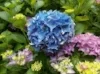 hydrangea.jpg