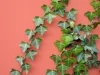 ivy.jpg