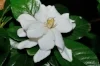 gardenia.jpg
