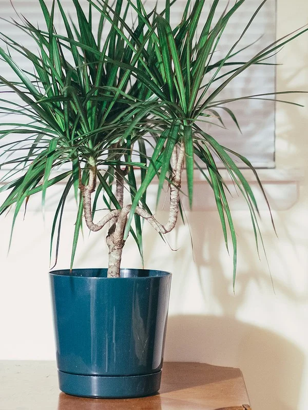 d.marginata1.jpg