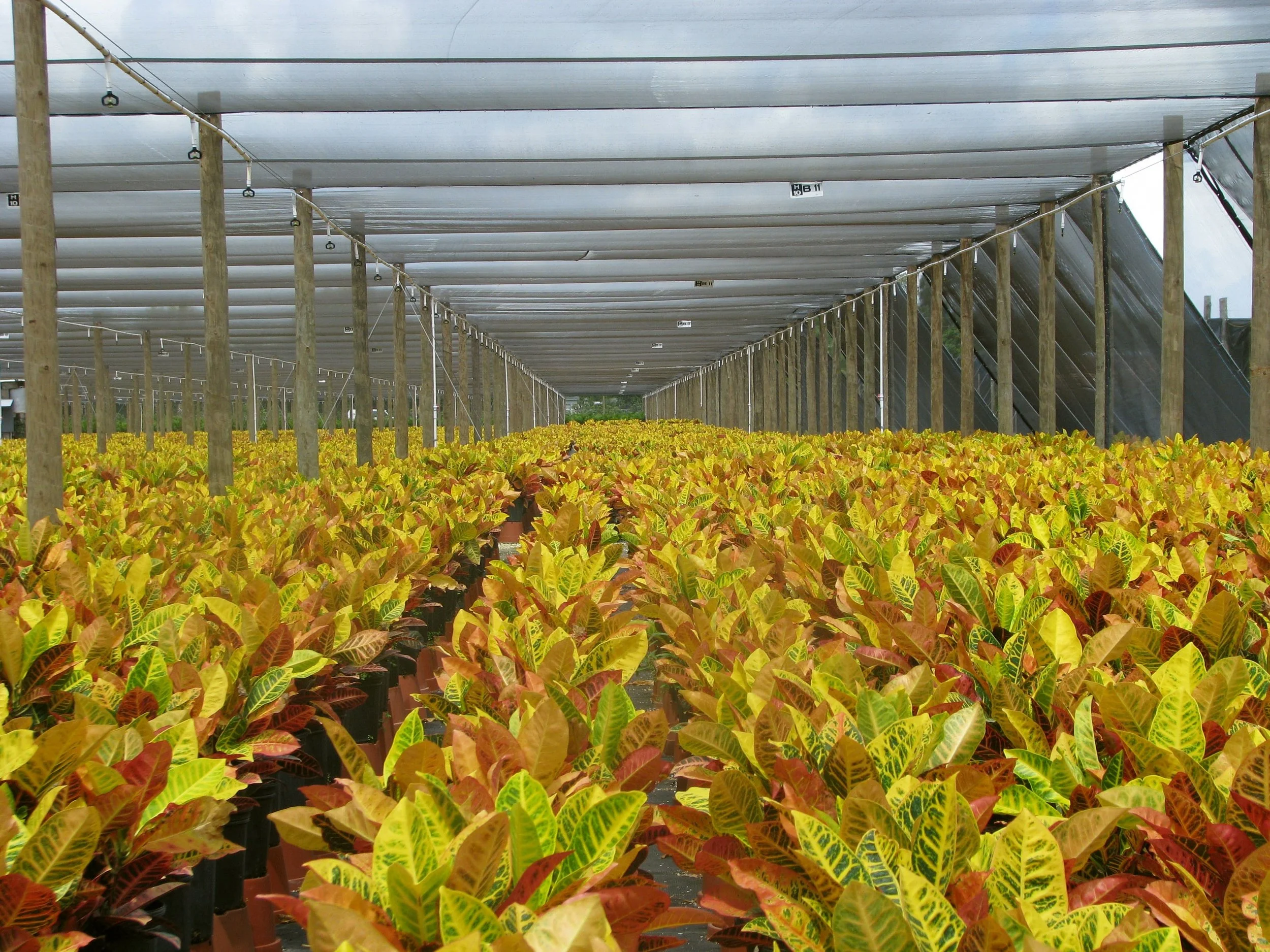 Costa Farms Crotons.jpg