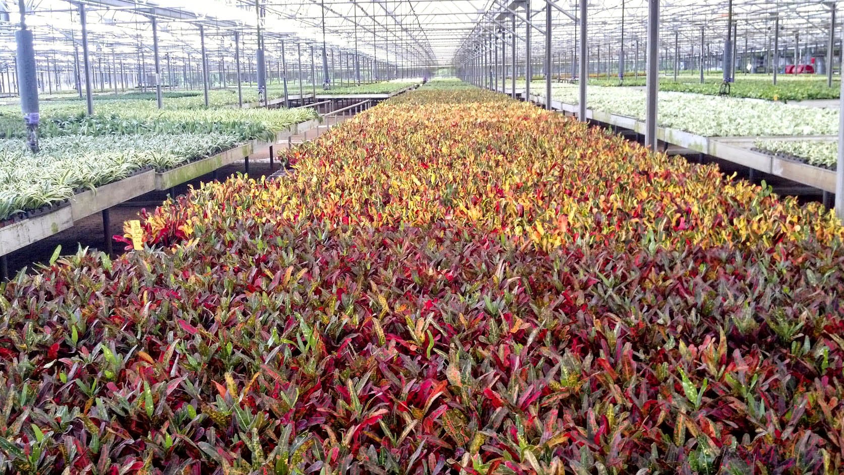 Exotic Angel Crotons.jpg