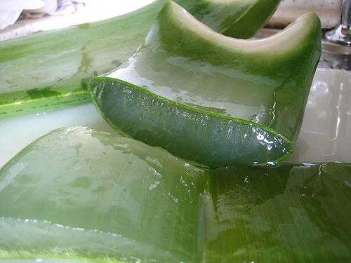 cut aloe vera.jpg