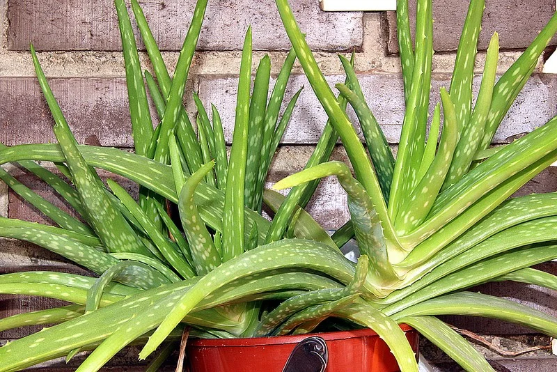 aloe vera.jpg