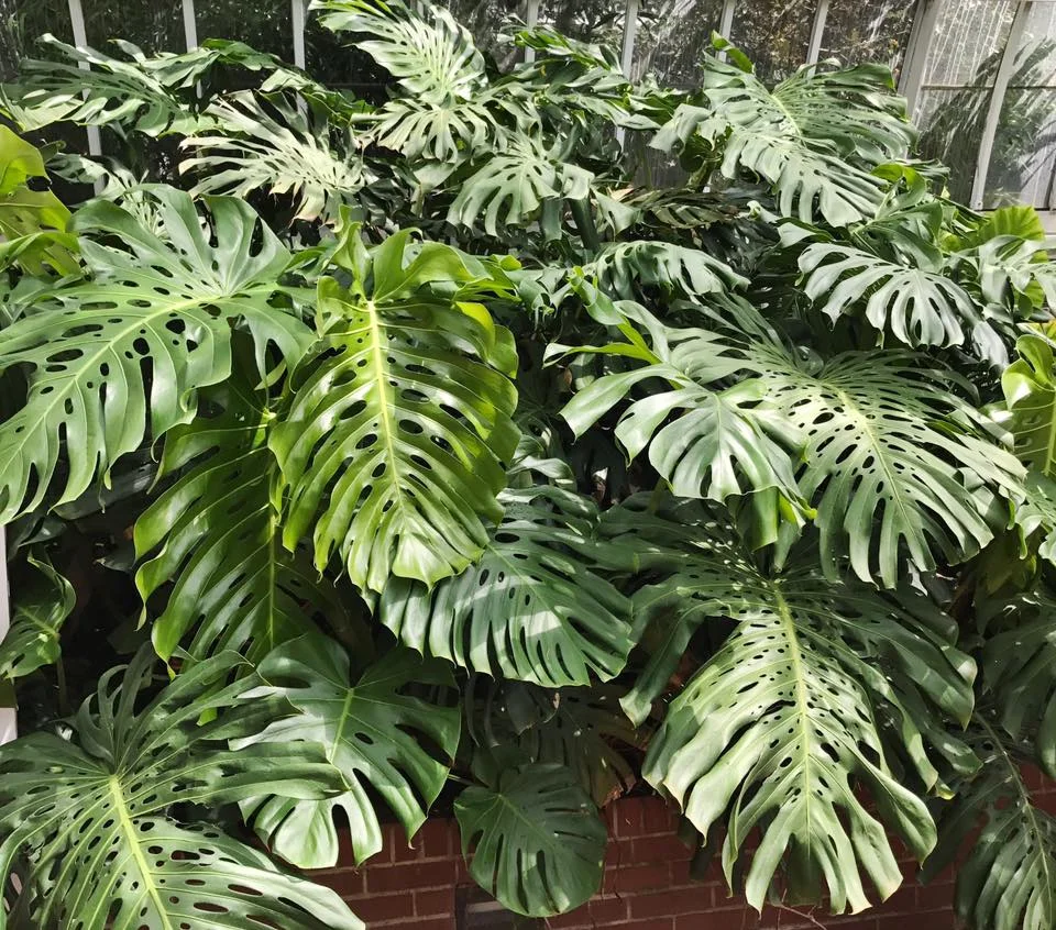 monstera_large.jpg