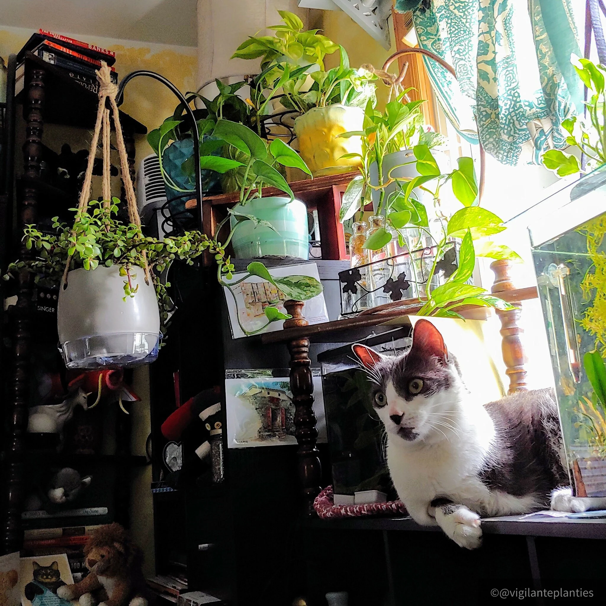 Pets and Plants Photo Contest Winners! — House Plant Hobbyist