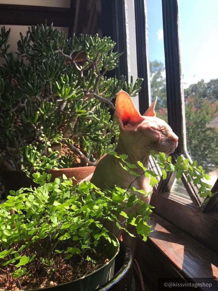 Pets and Plants Photo Contest Winners! — House Plant Hobbyist