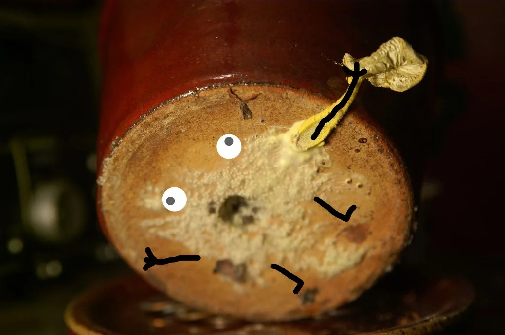 Mold Pot.jpg