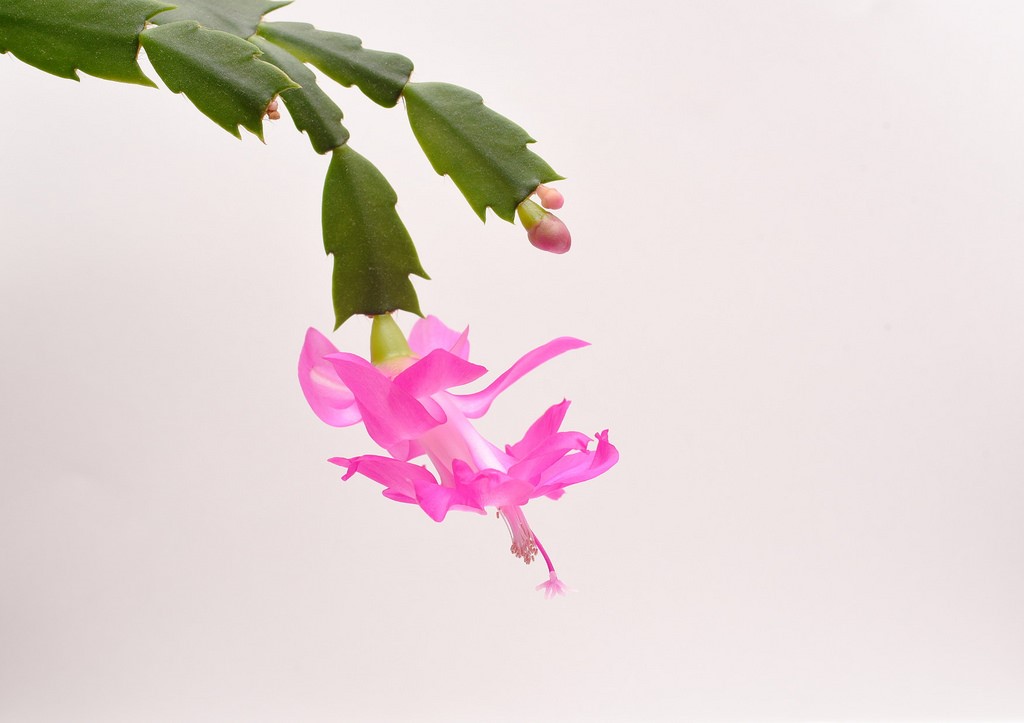 Thanksgiving Cactus8.jpg