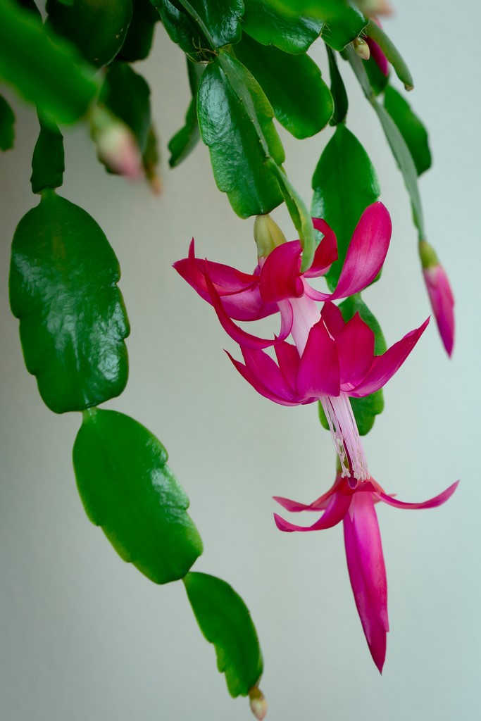 Christmas Cactus1.jpg