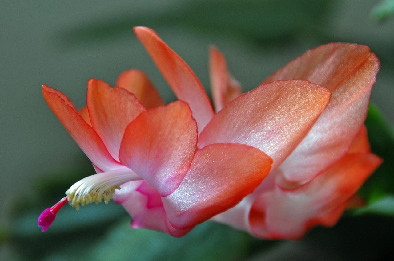 Christmas Cactus4.jpg