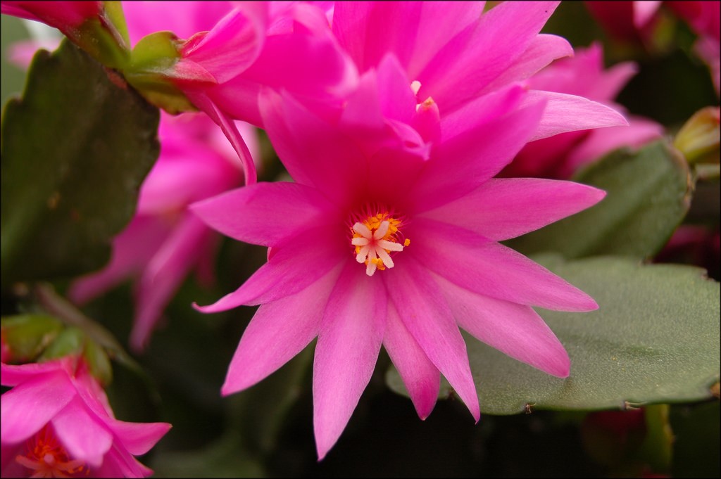 Easter Cactus6.jpg