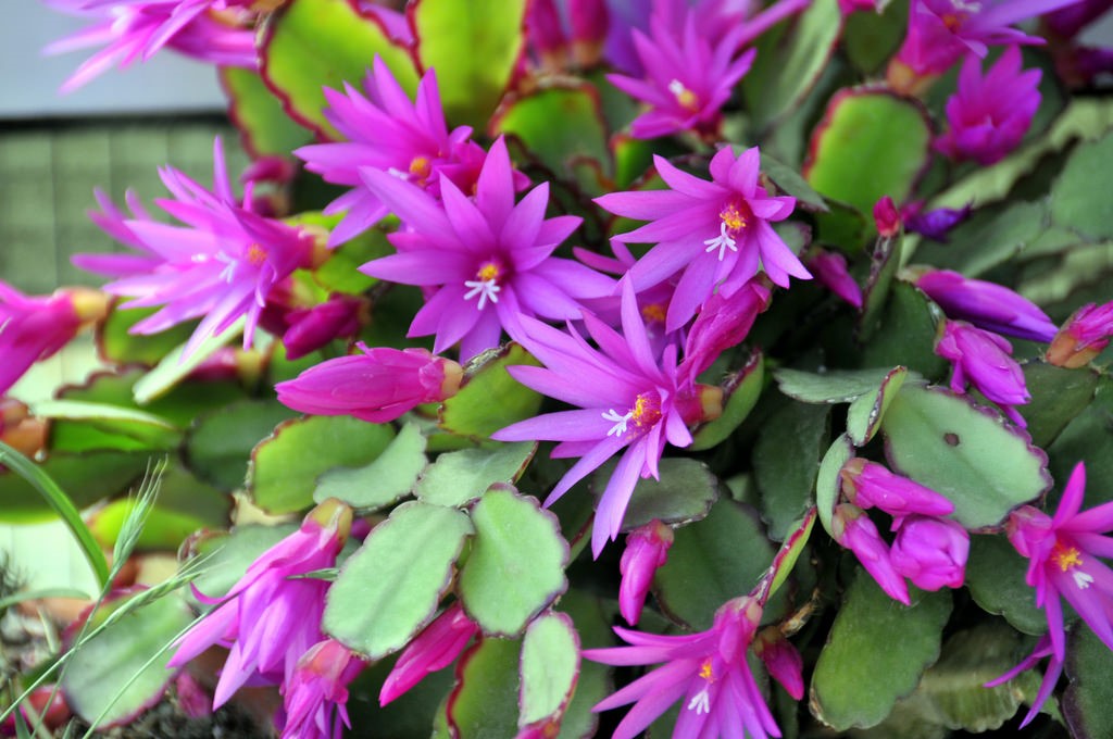 Easter Cactus5.jpg