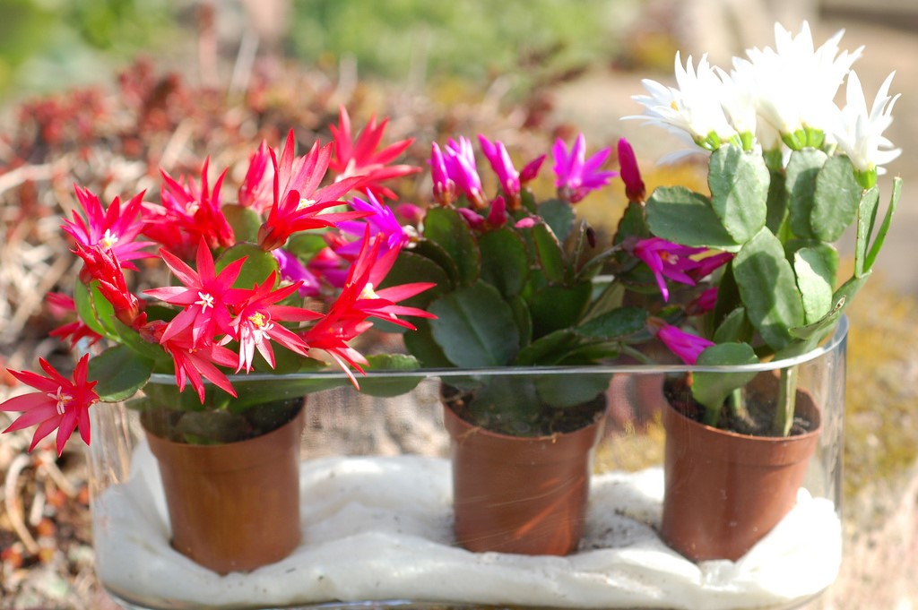 Easter Cactus4.jpg