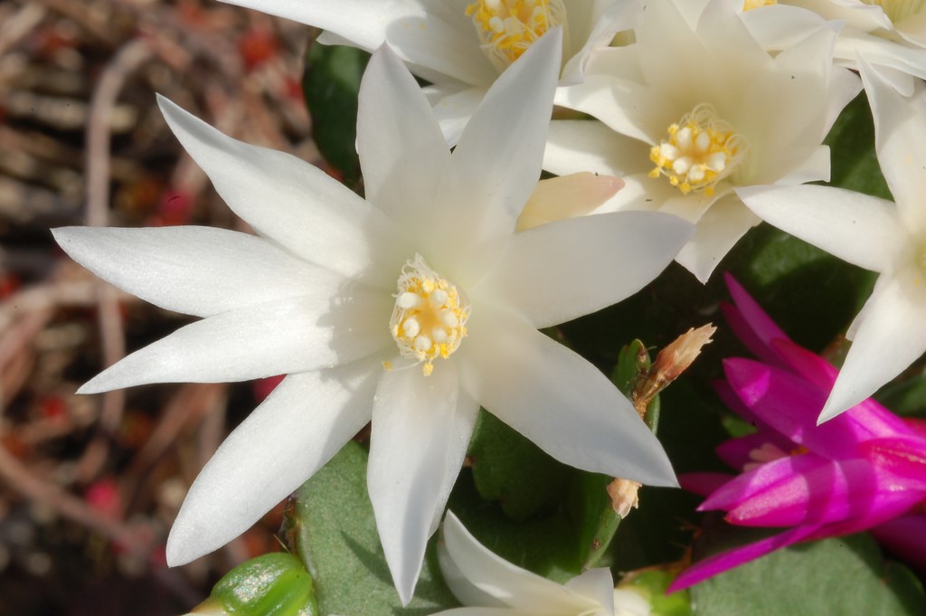 Easter Cactus1.jpg