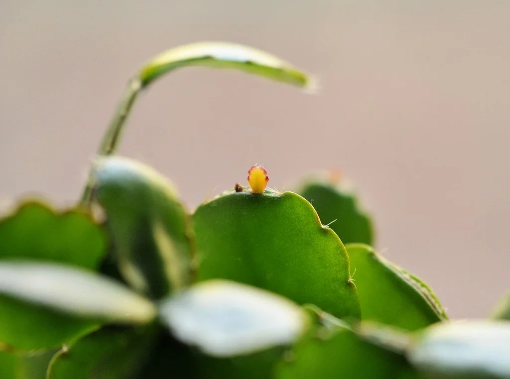 Easter Cactus New Growth.jpg