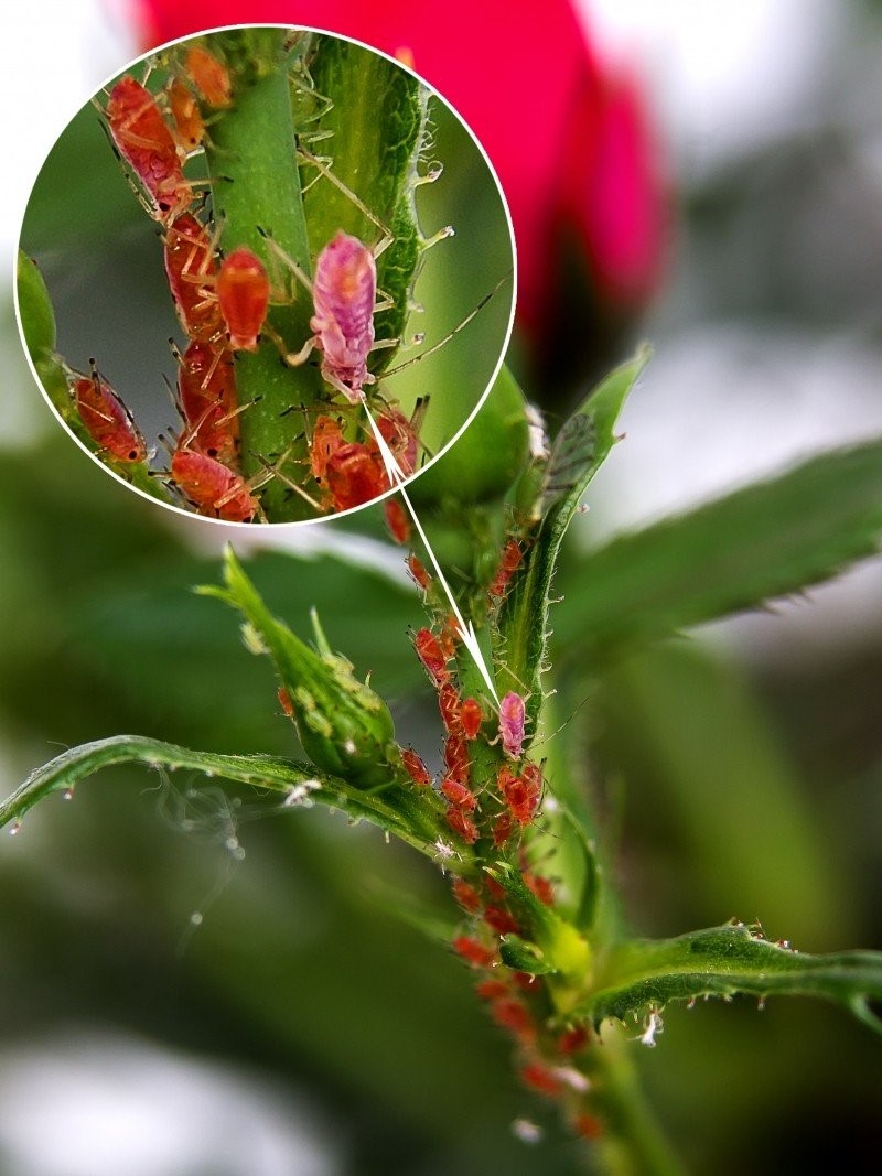 Aphid1.jpg