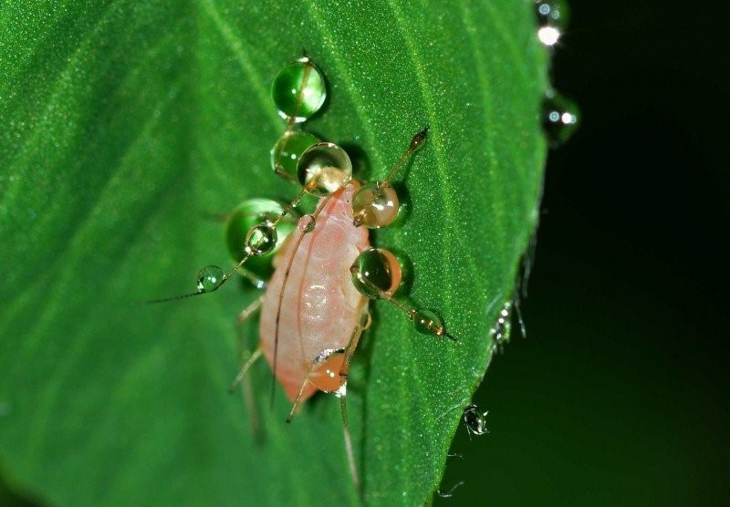 aphid2.jpg