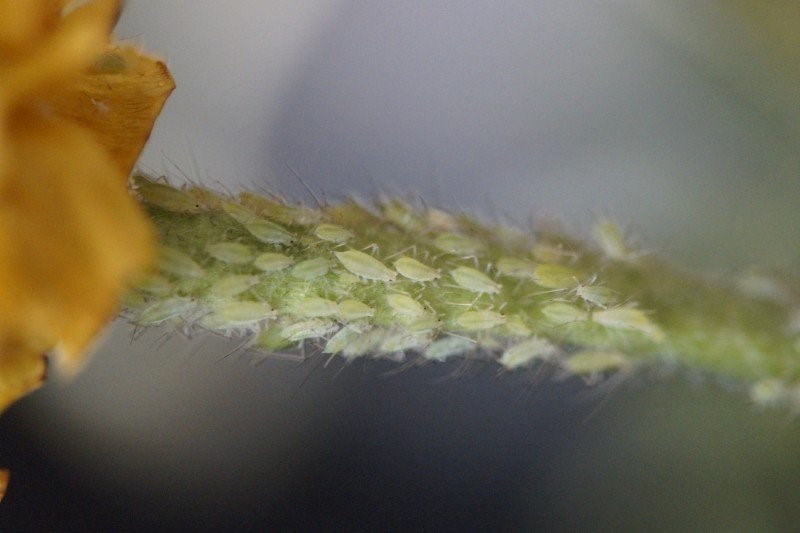 aphid3.jpg