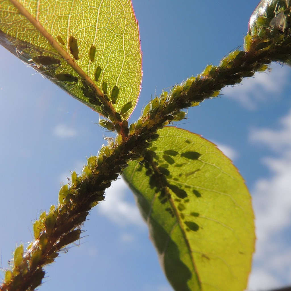 aphid4.jpg