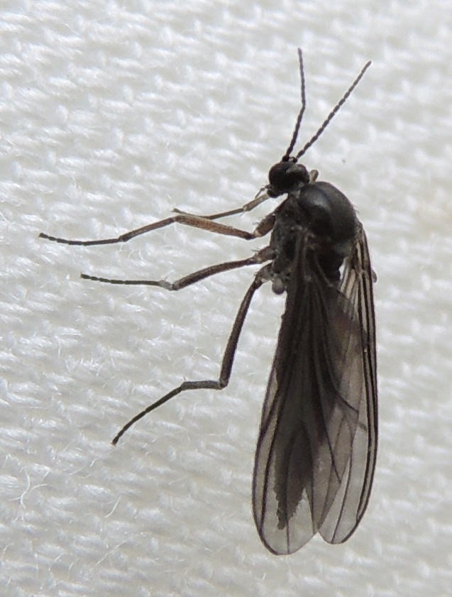 fungus gnat5.jpg
