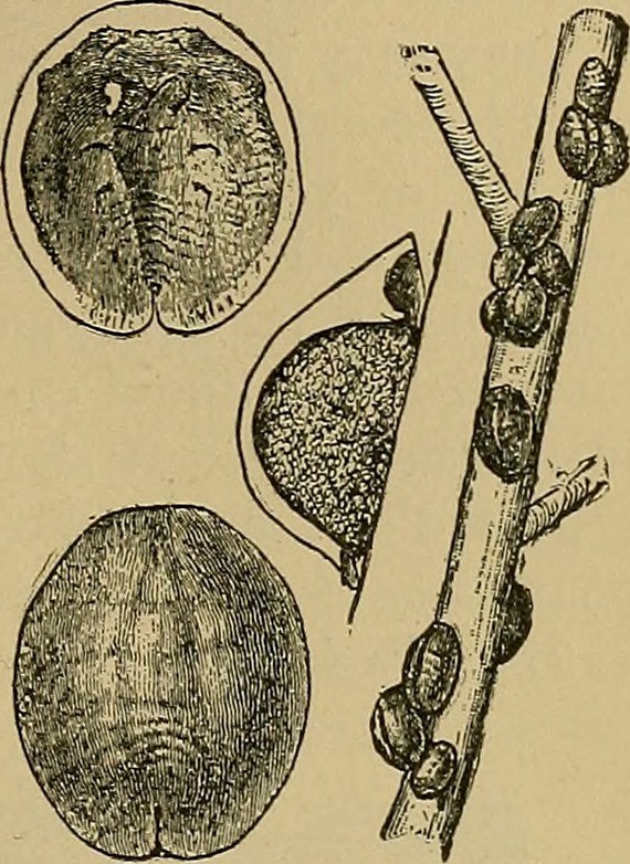 scale1.jpg
