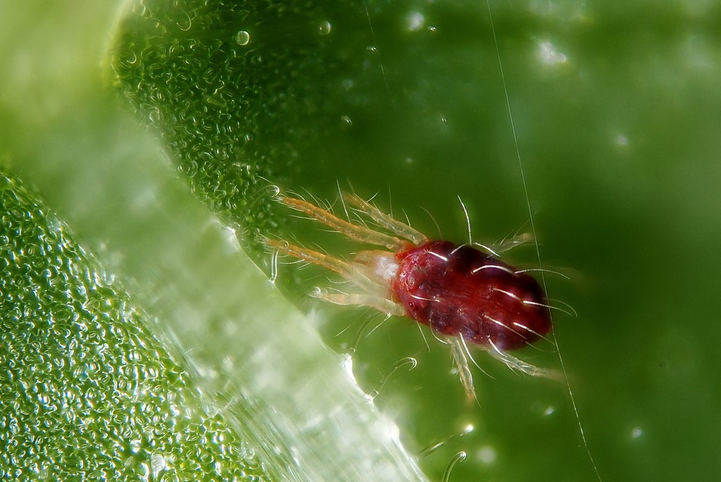 Spider mite1.jpg