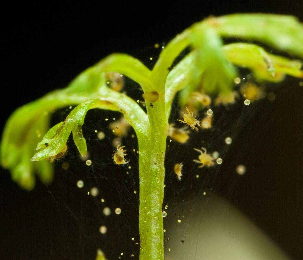 Spider mite2.jpg