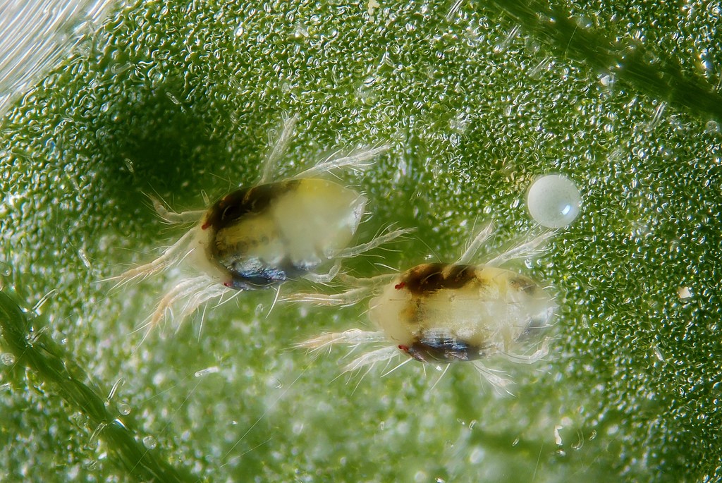 Spider mite3.jpg