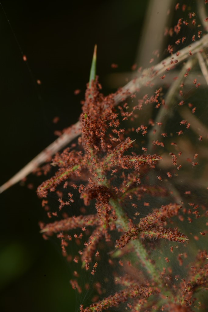 Spider mite5.jpg