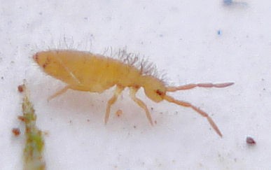 springtail1.jpg