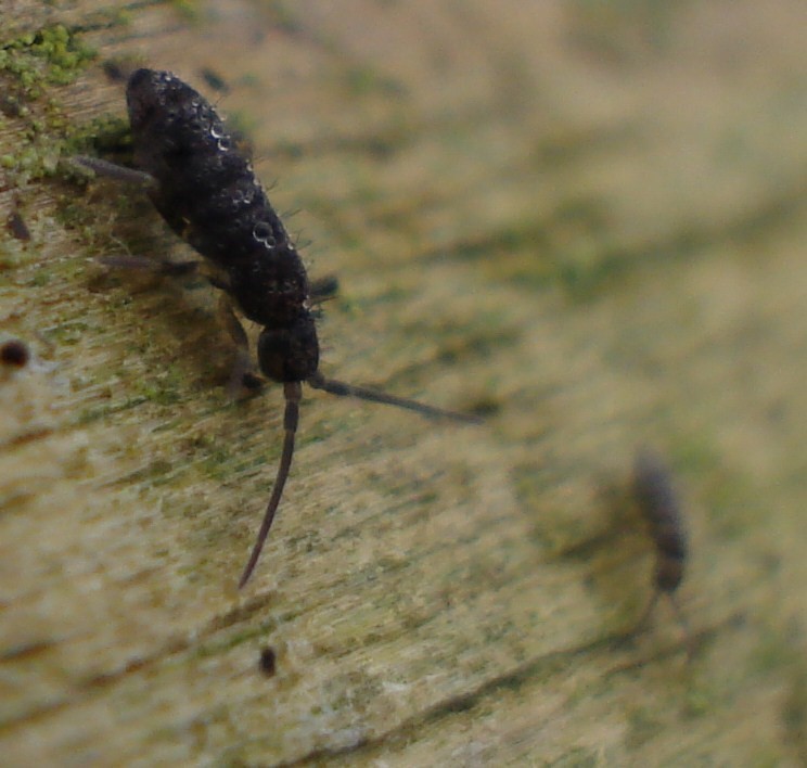 springtail2.jpg