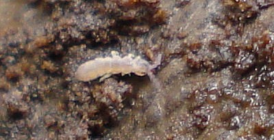 springtail5.jpg