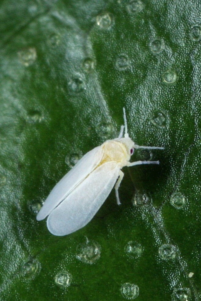 whitefly1.jpg