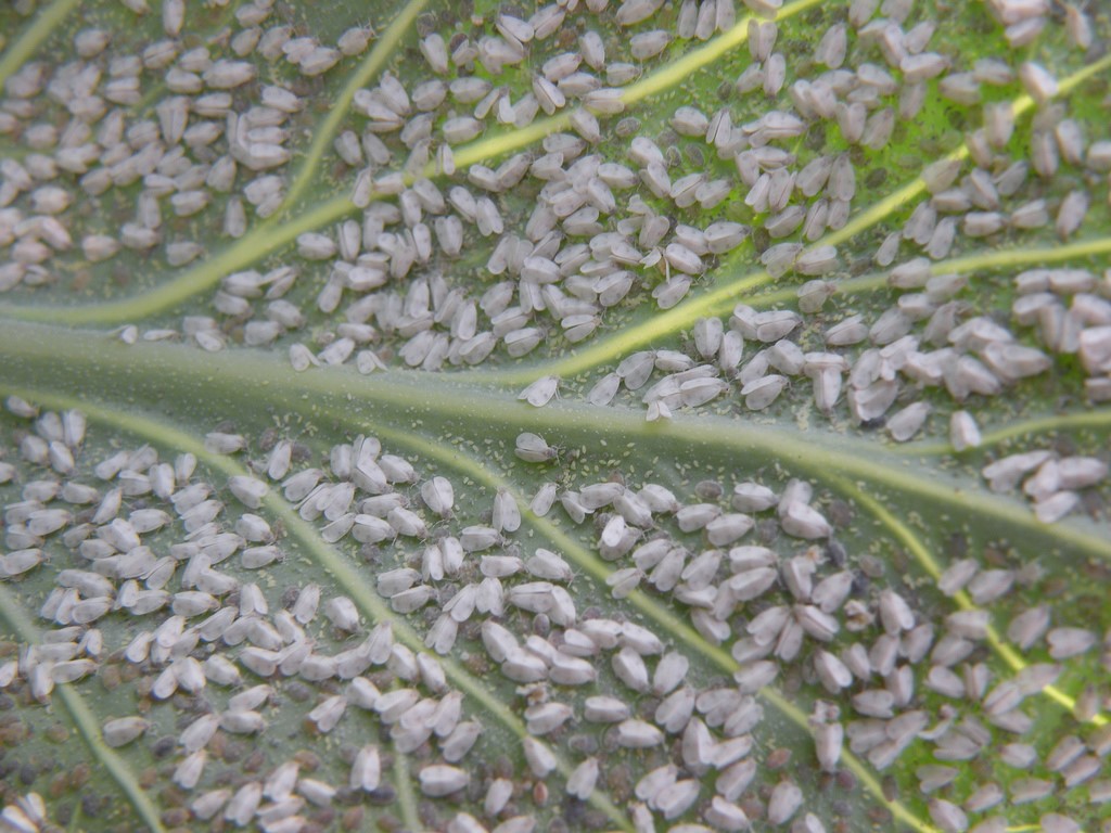 whitefly3.jpg