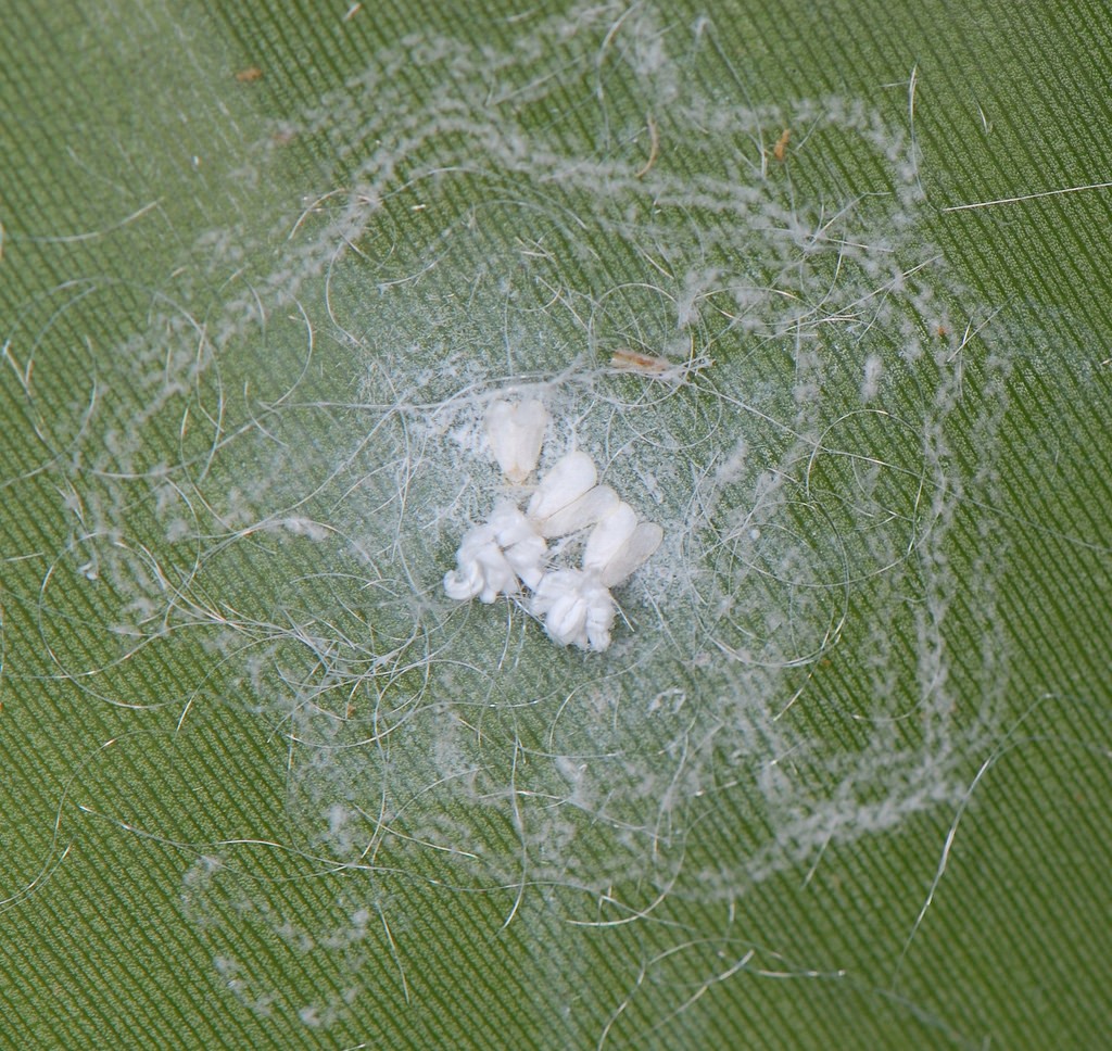 whitefly5.jpg