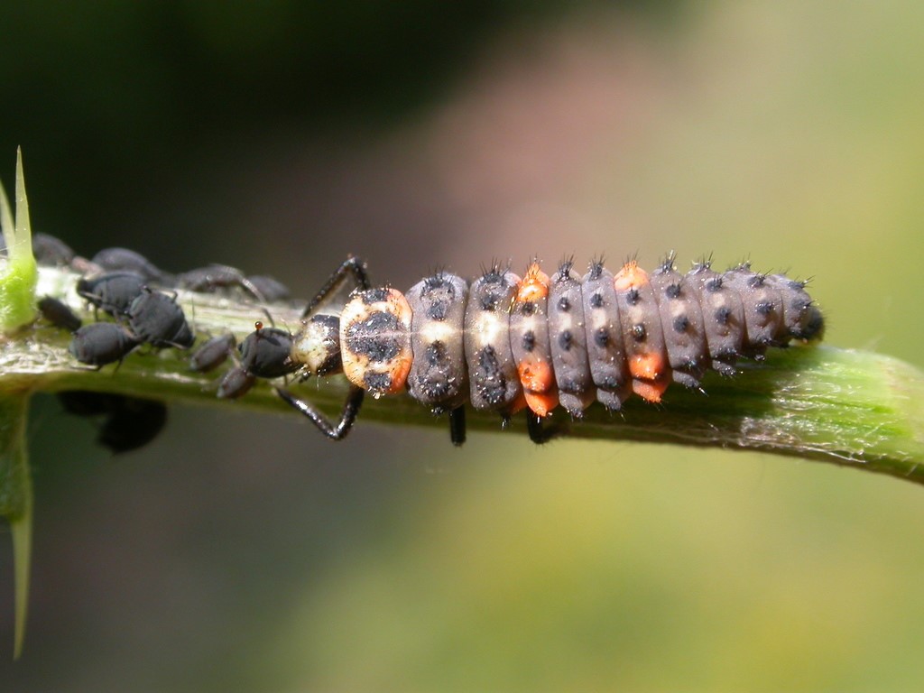 ladybug larvae4.jpg